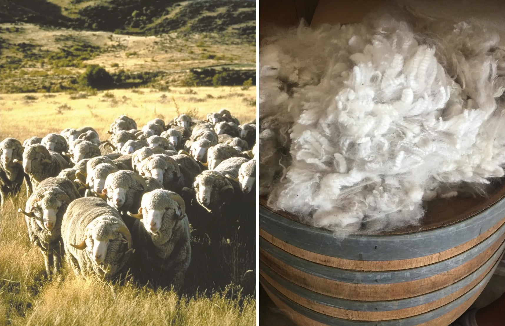 new zealand knitwear wool micron count sheep
