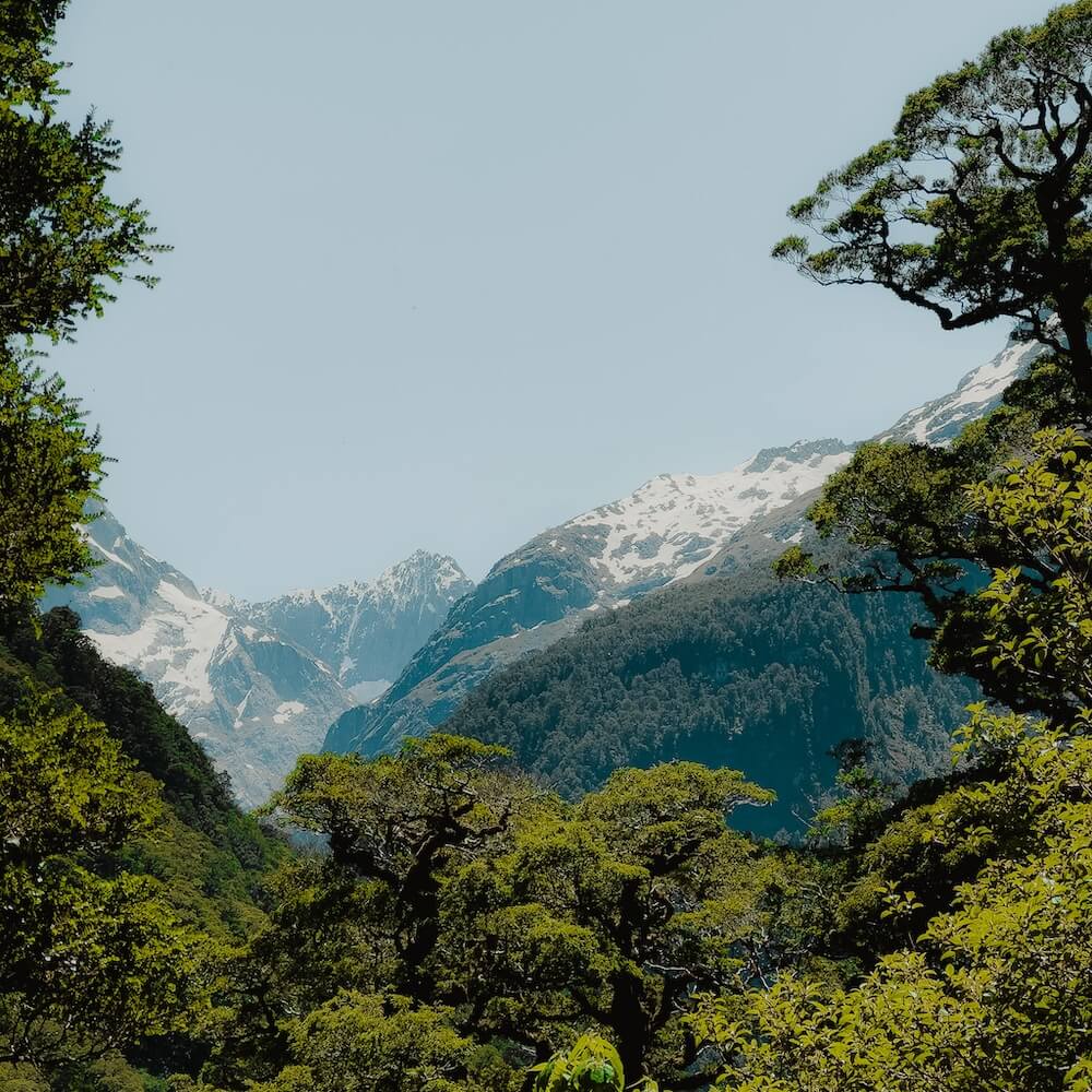 kapeka regenerative forest sustainable