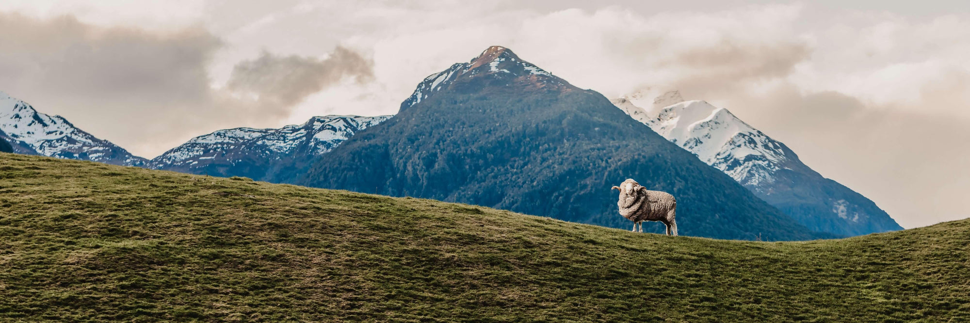 Lifestyle Merino